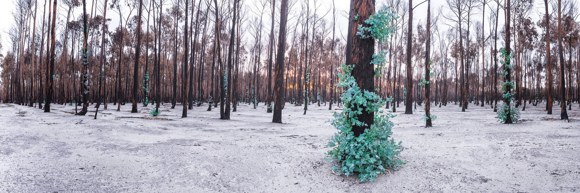 Natures Selection | Trees after a fire | Esperance