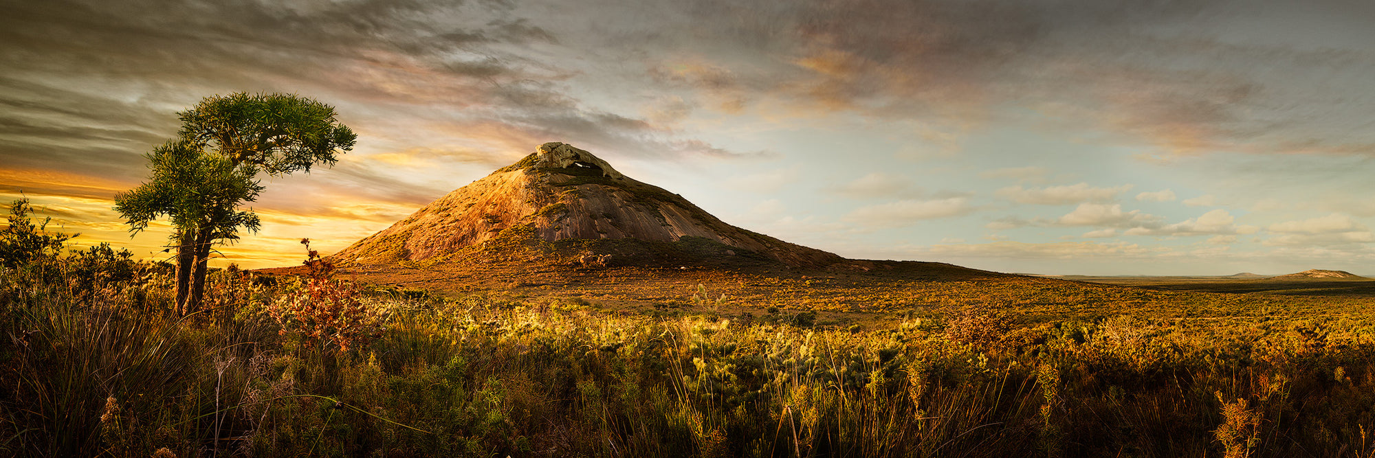 Frenchman Peak Esperance golden sunset with melaleuca tree to the left of the scene 