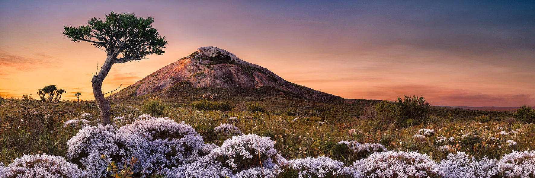 Frenchman Peak Esperance sunset with smokebush in foreground and a melaleuca tree to the left of the scene 