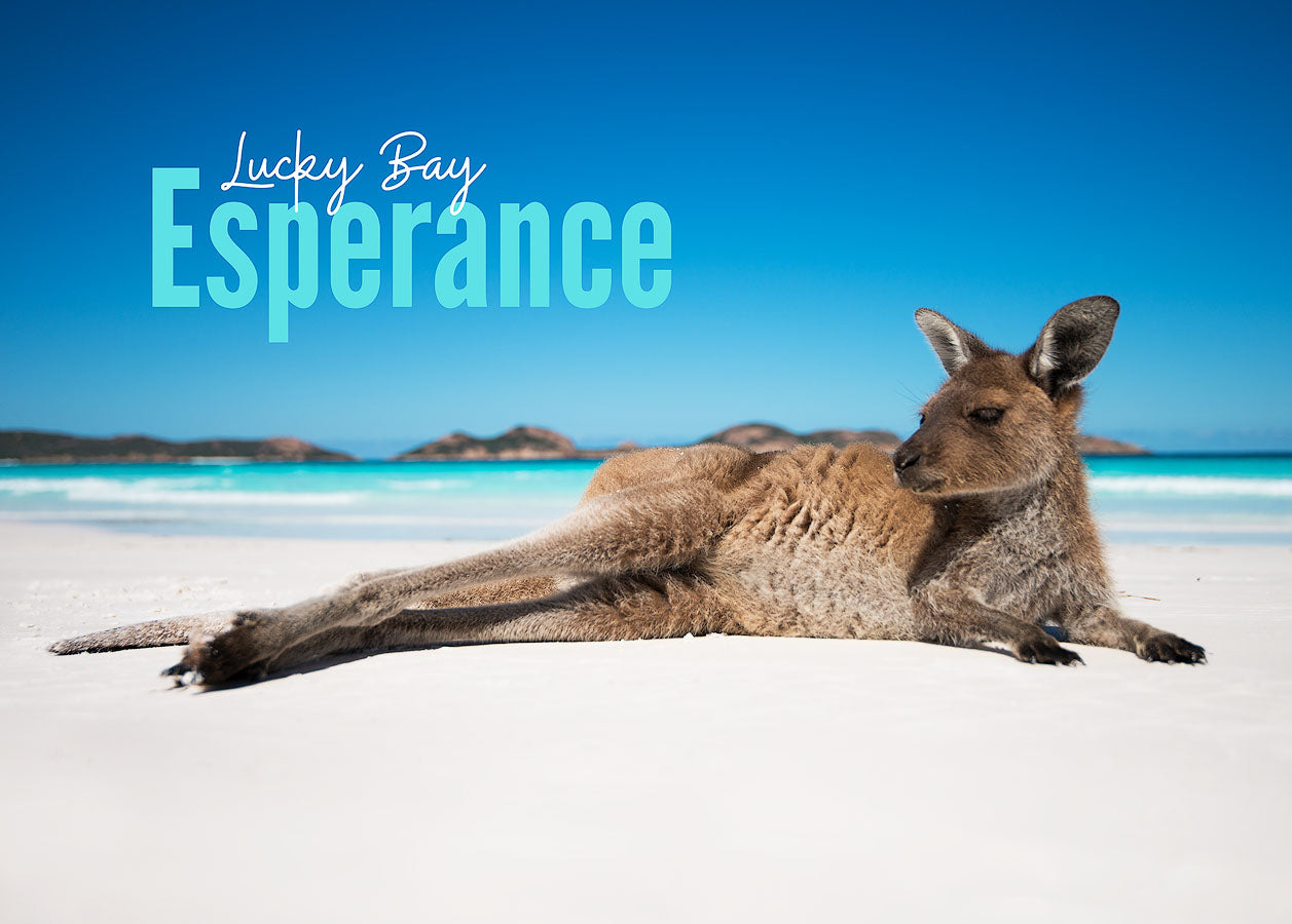 A photo of the image that is the 500 piece jigsaw puzzle,  it is a kangaroo lazing on the beach with a blue sky on a sunny day.  