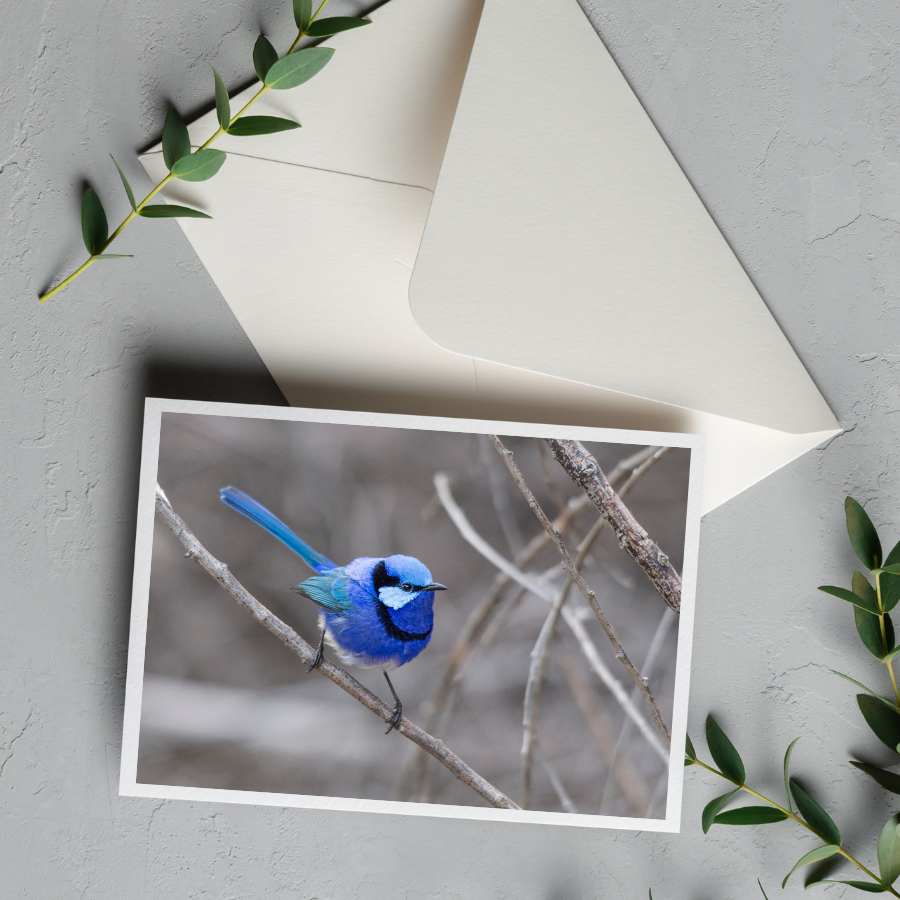 Card with Envelope | Blue Wren