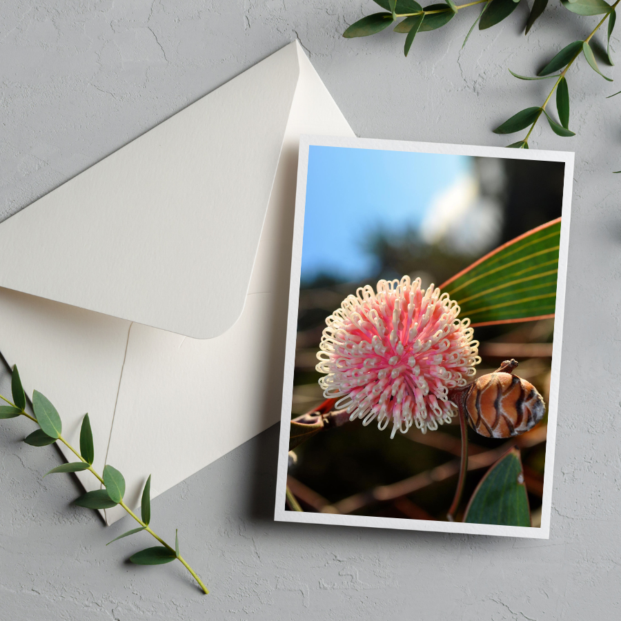 Card with envelope | Hakea Pin Cushion