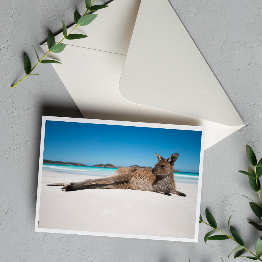 Card With Envelope | Lucky Bay Relaxing Kangaroo