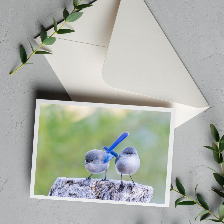 Card with Envelope | Two Little Wrens