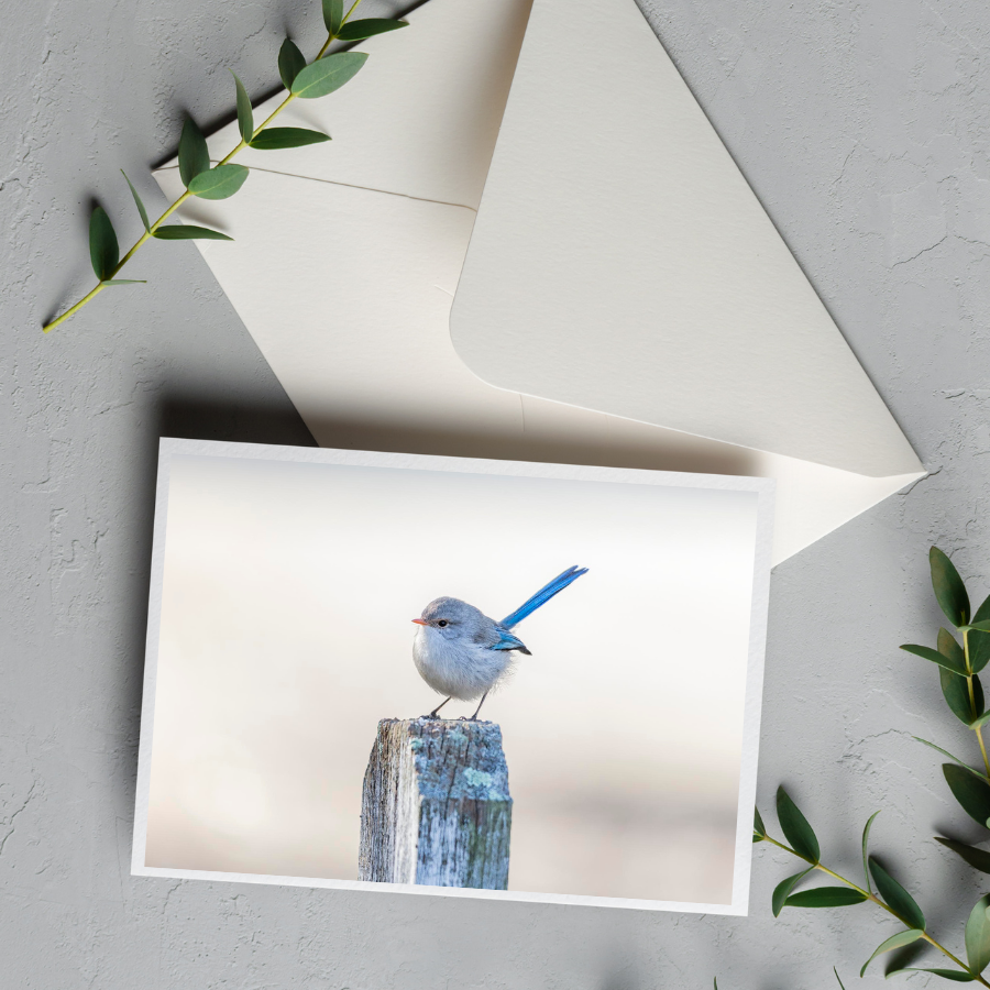 Card with Envelope | Little Wren