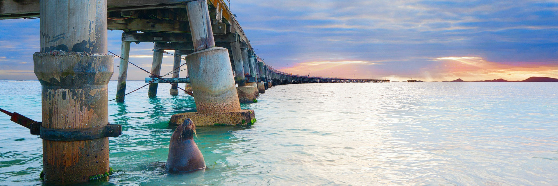 A photo of a seal posing underneath the Tanker Jetty in Esperance at sunrise